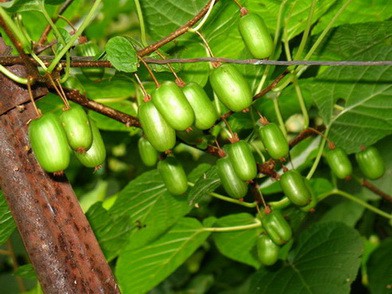 АКТИНИДИЯ КОЛОМИКТА сорт КЛАРА ЦЕТКИН (Actinidia kolomicta)  