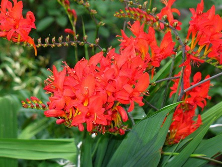 КРОКОСМИЯ ДЖОРДЖ ДЕВИДСОН (Crocosmia George Davidson) 