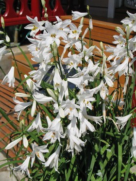 ПАРАДИЗИЯ ЛИЛИЕЦВЕТНАЯ (Paradisea liliastrum) 