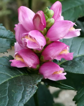 ХЕЛОНЕ КОСАЯ (Chelone oblique) 