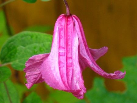 АЛЕНУШКА (Alionushka) на 2021 год нет