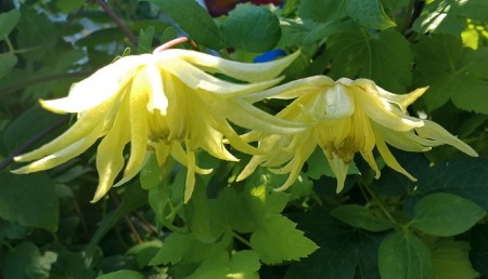 княжик АМБЕР (AMBER) ЗАКОНЧИЛСЯ